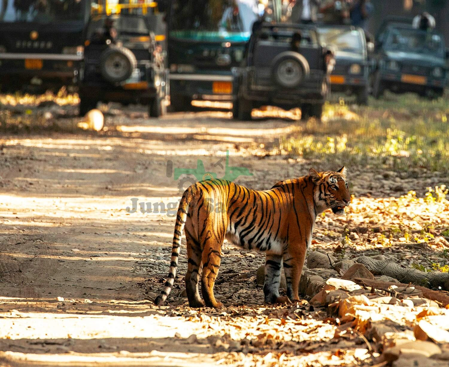 Ranthambore Tour Package 2 Night / 3 Days With 2 Times Canter Safari